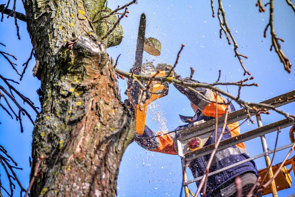 Entretien des arbres